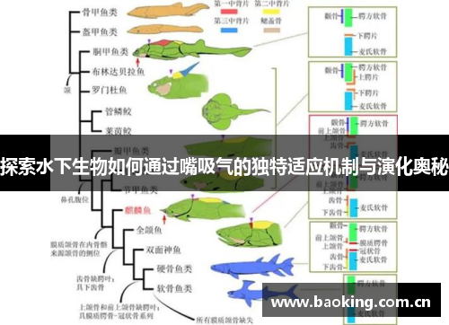 探索水下生物如何通过嘴吸气的独特适应机制与演化奥秘